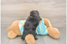 Energetic Yorkipoo Poodle Mix Puppy