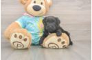 Energetic Yorkipoo Poodle Mix Puppy