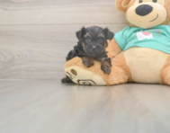 6 week old Yorkie Poo Puppy For Sale - Seaside Pups
