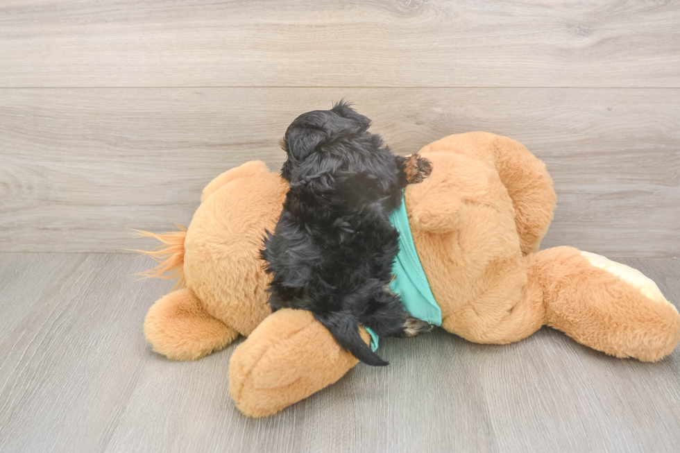 Cute Yorkie Poo Baby