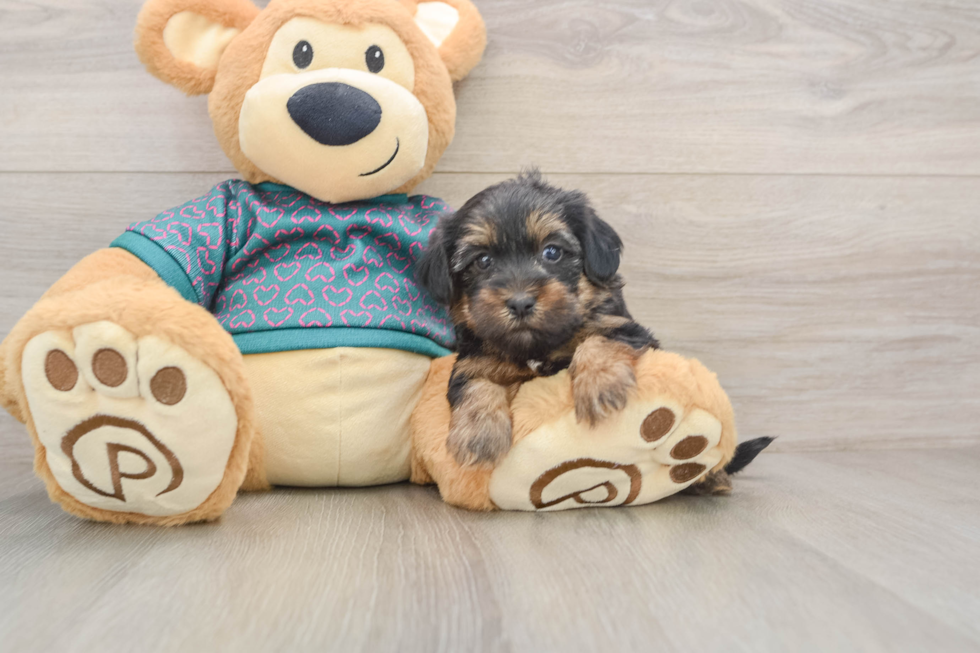 Fluffy Yorkie Poo Poodle Mix Pup