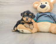 8 week old Yorkie Poo Puppy For Sale - Seaside Pups