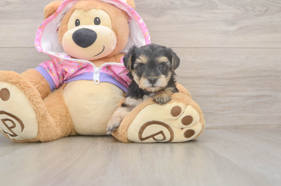 5 week old Yorkie Poo Puppy For Sale - Seaside Pups