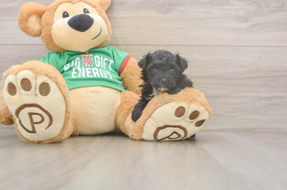 5 week old Yorkie Poo Puppy For Sale - Seaside Pups