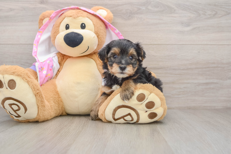 Yorkie Poo Puppy for Adoption