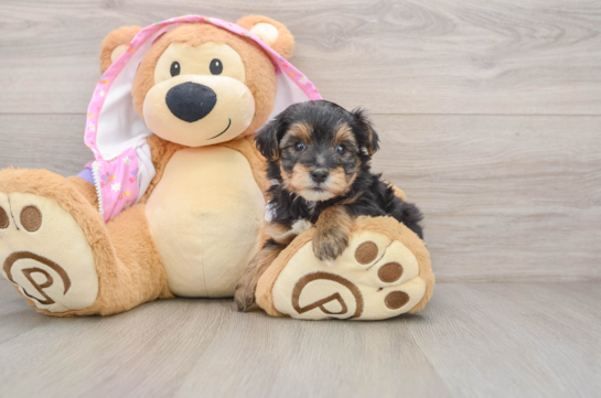Yorkie Poo Puppy for Adoption