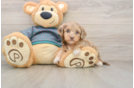 Playful Yo Yo Poo Poodle Mix Puppy