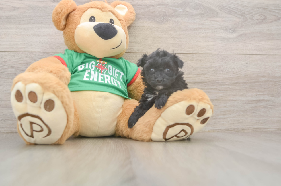 5 week old Yorkie Poo Puppy For Sale - Seaside Pups