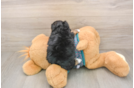 Friendly Yorkie Poo Baby