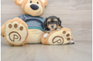 Yorkie Poo Pup Being Cute