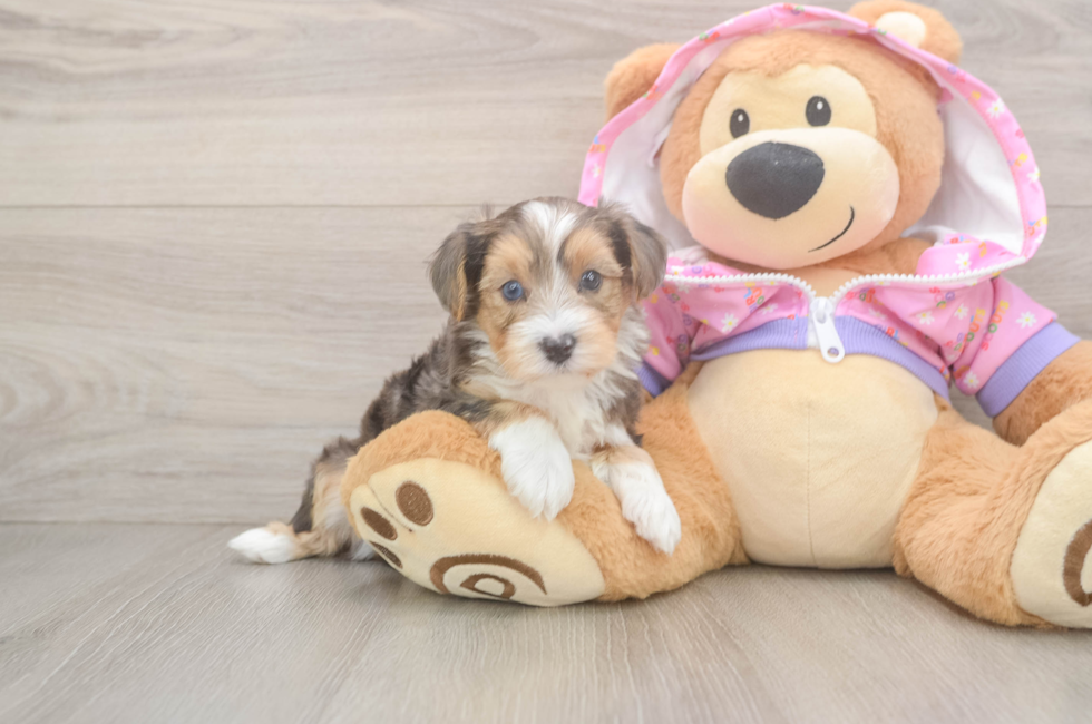 5 week old Yorkie Poo Puppy For Sale - Seaside Pups
