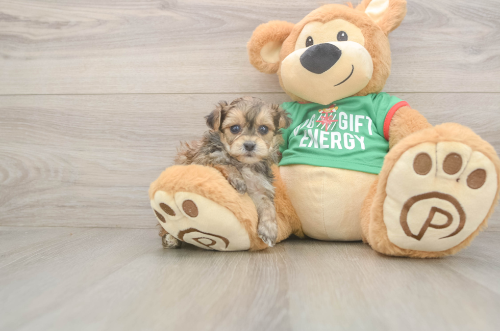 5 week old Yorkie Poo Puppy For Sale - Seaside Pups