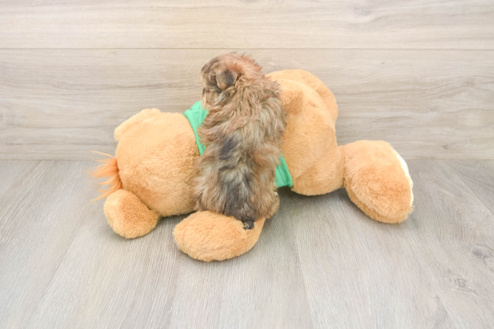 Fluffy Yorkie Poo Poodle Mix Pup