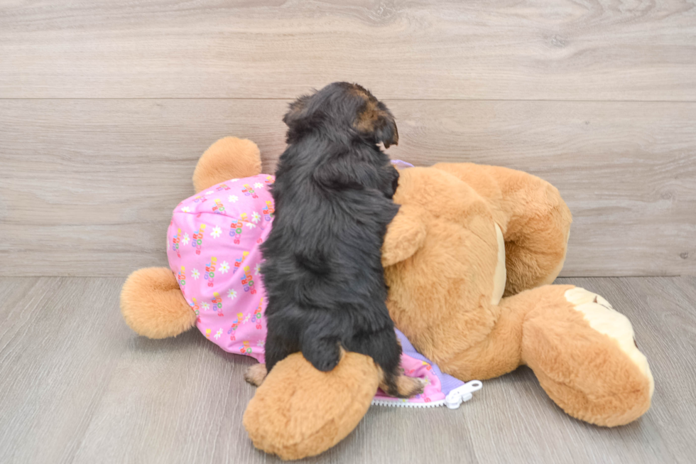 Small Yorkie Poo Baby