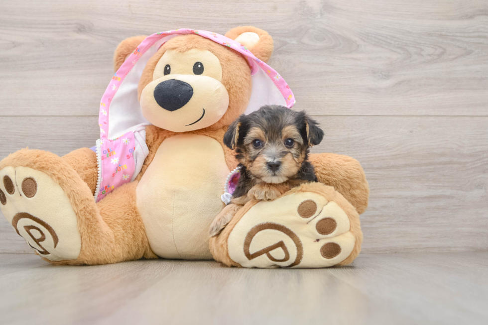 Hypoallergenic Yorkie Doodle Poodle Mix Puppy