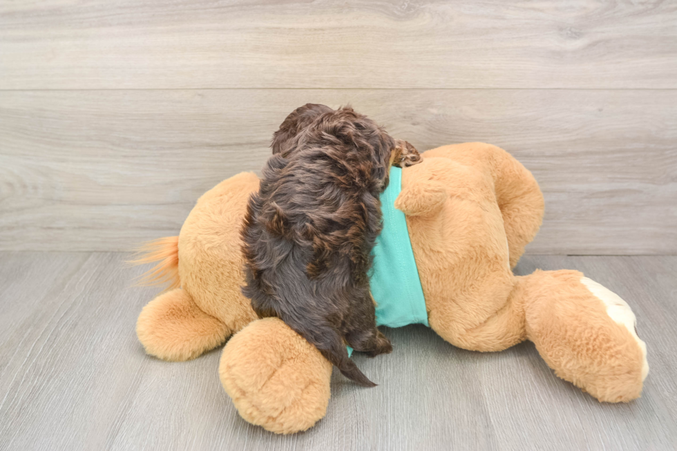 Smart Yorkie Poo Poodle Mix Pup