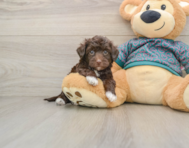 7 week old Yorkie Poo Puppy For Sale - Seaside Pups