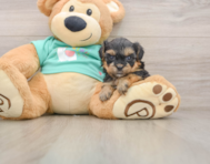 7 week old Yorkie Poo Puppy For Sale - Seaside Pups