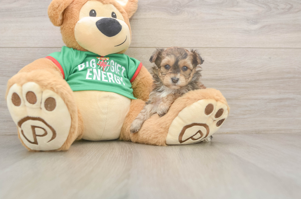 5 week old Yorkie Poo Puppy For Sale - Seaside Pups