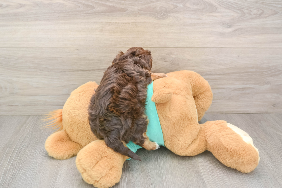 Best Yorkie Poo Baby