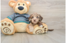 Yorkie Poo Puppy for Adoption