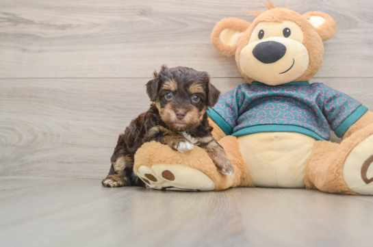 Sweet Yorkie Poo Baby
