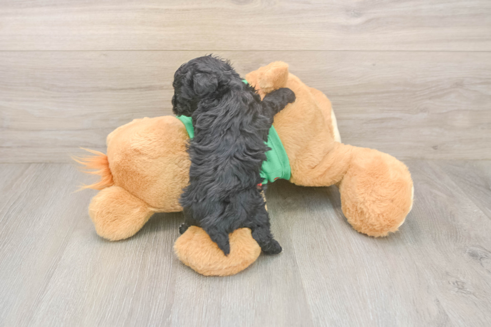 Best Yorkie Poo Baby