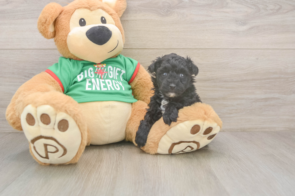 5 week old Yorkie Poo Puppy For Sale - Seaside Pups