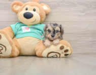 7 week old Yorkie Poo Puppy For Sale - Seaside Pups