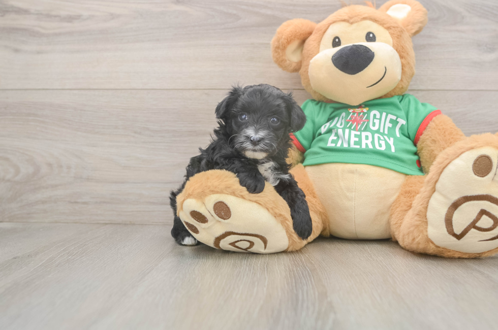 5 week old Yorkie Poo Puppy For Sale - Seaside Pups