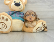 6 week old Yorkie Poo Puppy For Sale - Seaside Pups