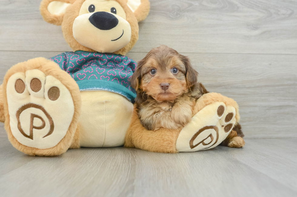 6 week old Yorkie Poo Puppy For Sale - Seaside Pups