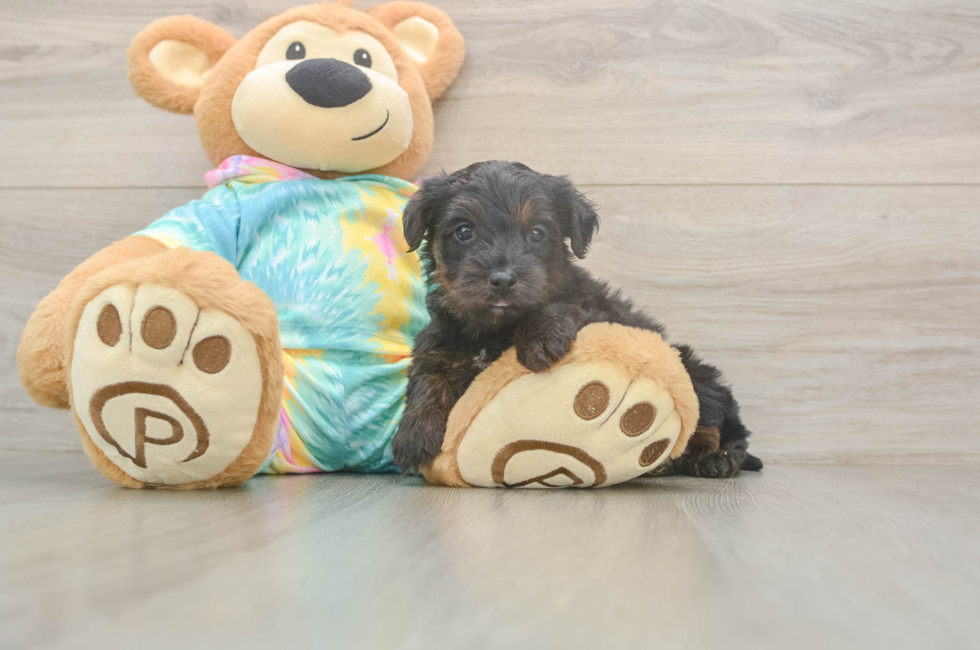 5 week old Yorkie Poo Puppy For Sale - Seaside Pups