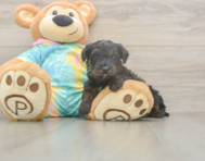 6 week old Yorkie Poo Puppy For Sale - Seaside Pups 6 week old Yorkie Poo Puppy For Sale - Seaside Pups