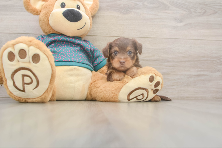 Yorkie Poo Pup Being Cute