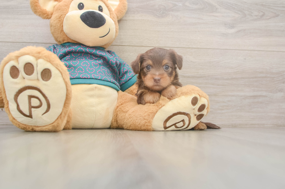 5 week old Yorkie Poo Puppy For Sale - Seaside Pups