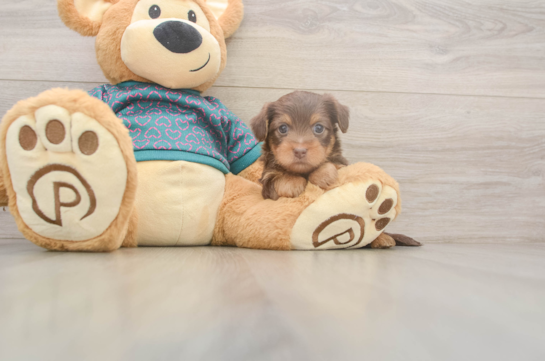 Yorkie Poo Pup Being Cute