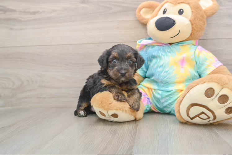 Best Yorkie Poo Baby