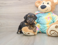 8 week old Yorkie Poo Puppy For Sale - Seaside Pups