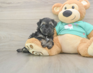 8 week old Yorkie Poo Puppy For Sale - Seaside Pups