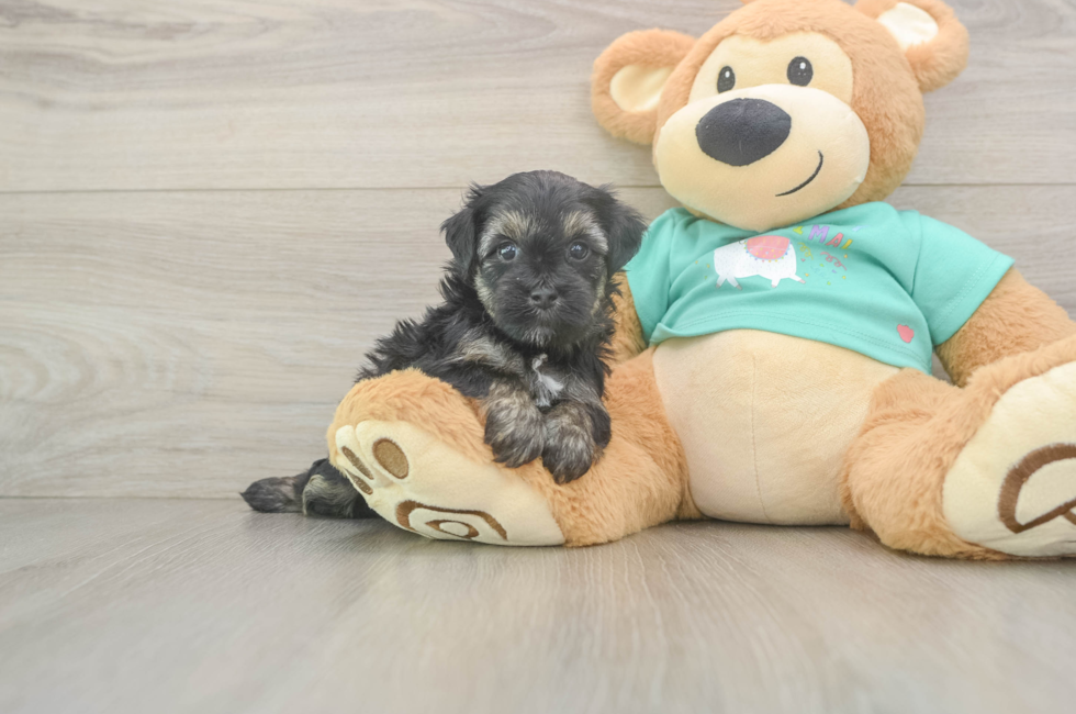 5 week old Yorkie Poo Puppy For Sale - Seaside Pups