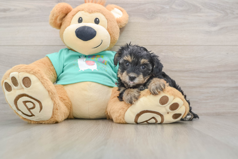 Petite Yorkie Poo Poodle Mix Pup