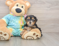 6 week old Yorkie Poo Puppy For Sale - Seaside Pups