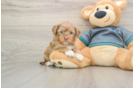 Small Yorkie Poo Baby