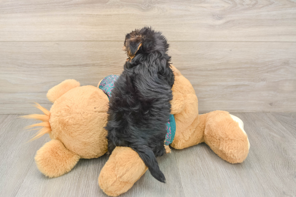 Yorkie Poo Pup Being Cute