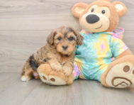 8 week old Yorkie Poo Puppy For Sale - Seaside Pups