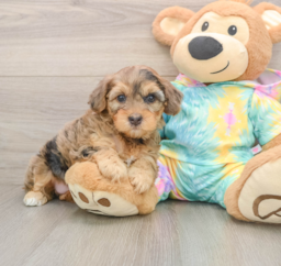 8 week old Yorkie Poo Puppy For Sale - Seaside Pups