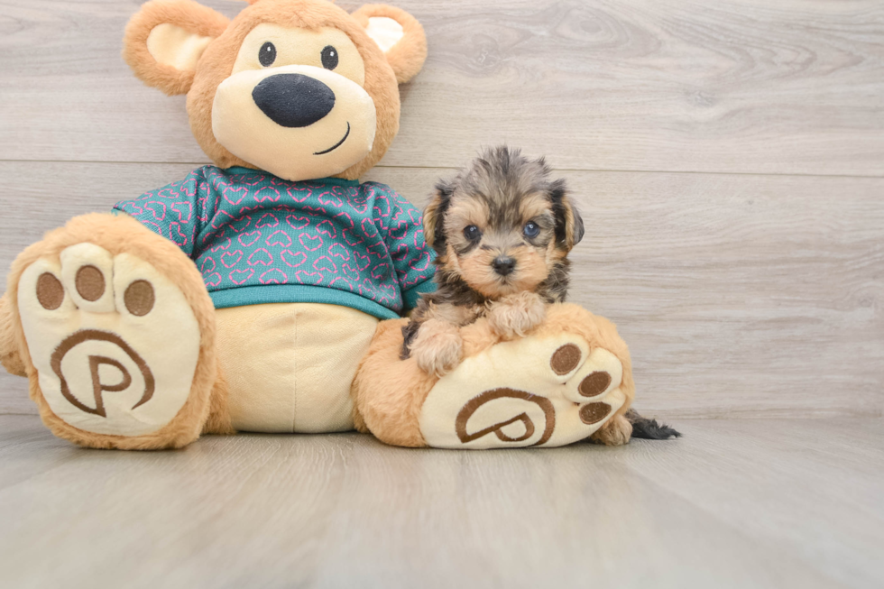 Best Yorkie Poo Baby