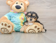 5 week old Yorkie Poo Puppy For Sale - Seaside Pups
