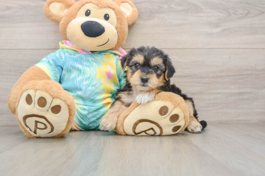 Yorkie Poo Puppy for Adoption